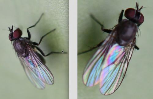 Coenosia agromyzina